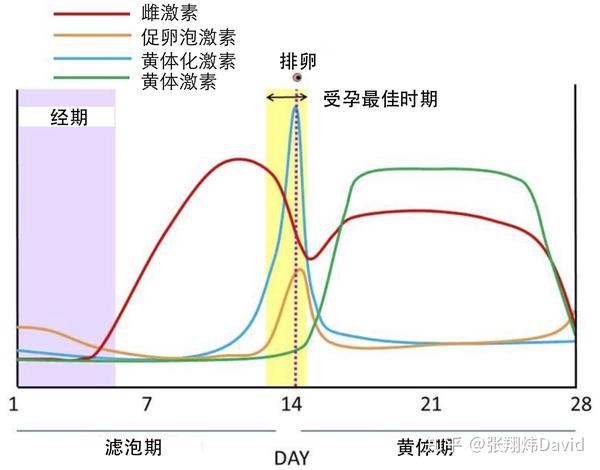 张翔炜David＃小白健身系列将运动科学