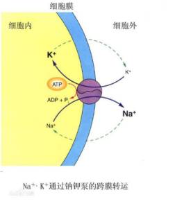 健身运动饮料_饮料健身运动图片_健身饮料