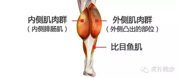 肌肉减脂_减肌肉的运动_运动减肌肉