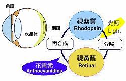 营养餐蓝莓_篮莓营养_蓝莓营养素