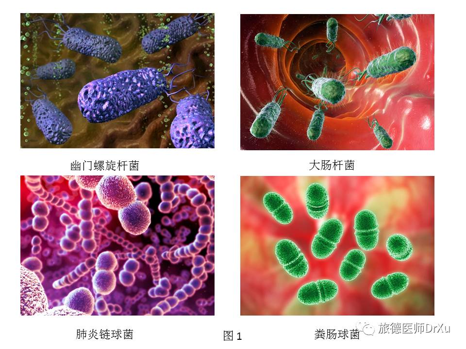 机体内细菌对健康的重要性：维持平衡与应对亚健康状态